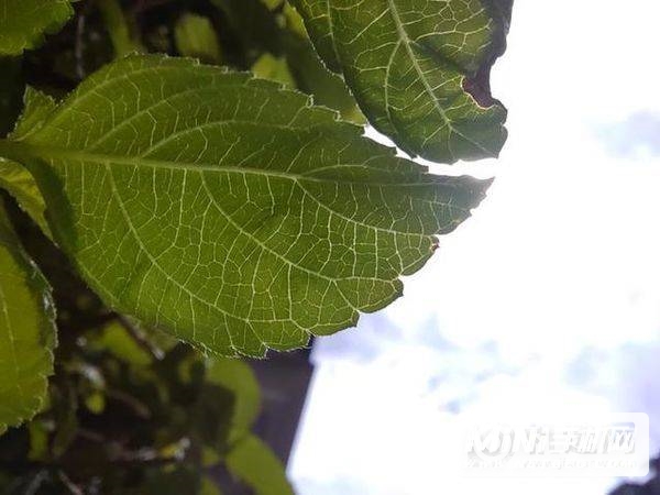 荣耀50Pro拍照怎么样-拍照性能详情