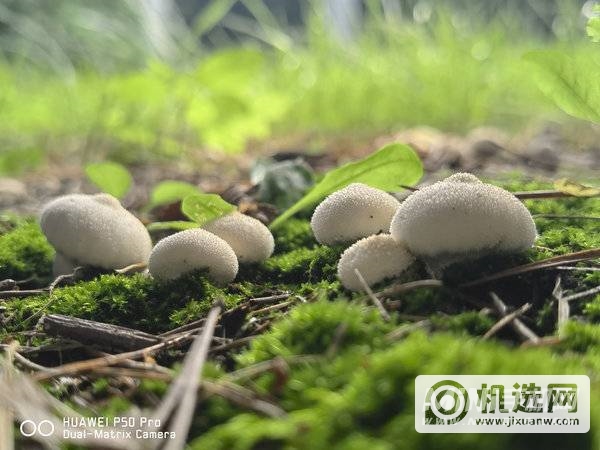 华为P50Pro拍摄微距怎么样-拍摄微距效果好吗