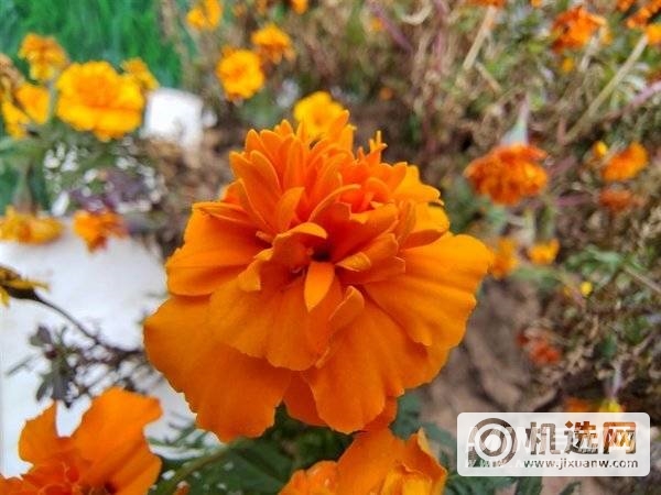 首发骁龙7系最强芯 调校到极致！荣耀60 Pro评测：无短板的最美手机