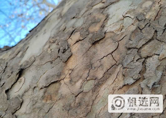 荣耀60有长焦镜头吗-手机的镜头分别是什么