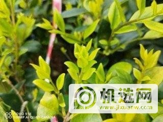 华为Nova9se拍照怎么样-拍照评测